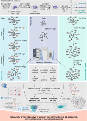 Oxidation is an underappreciated post-translational modification in the regulation of immune responses associated with changes in phosphorylation
